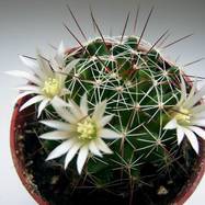 Mammillaria decipiens  Mammillaria