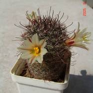 Mammillaria dioica  Mammillaria