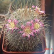 Mammillaria dixanthocentron  Mammillaria