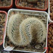 Mammillaria dixanthocentron f.cristata  Mammillaria