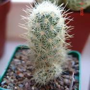 Mammillaria elongata  Mammillaria