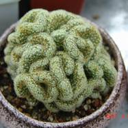 Mammillaria elongata f.cristata  Mammillaria