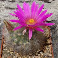 Mammillaria guelzowiana  Mammillaria