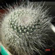 Mammillaria hahniana Mammillaria