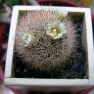 Mammillaria lasiacantha  Mammillaria