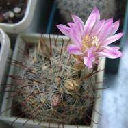 Mammillaria longiflora  Mammillaria