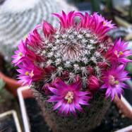 Mammillaria matudae  Mammillaria