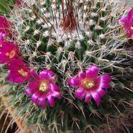 Mammillaria mystax Mammillaria