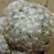 Mammillaria plumosa  Mammillaria