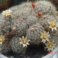 Mammillaria prolifera  Mammillaria