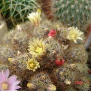 Mammillaria prolifera ssp.texana  Mammillaria