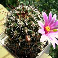 Mammillaria sheldonii  Mammillaria