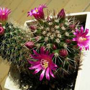 Mammillaria sp.  Mammillaria