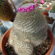 Mammillaria sp.  Mammillaria