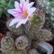 Mammillaria yaquensis  Mammillaria