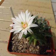 Mammillaria zephyranthoides Mammillaria