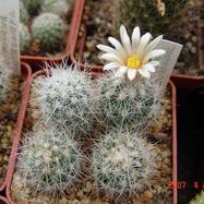 Mammillaria zuccariniana  Mammillaria