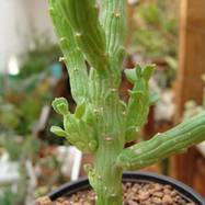 Monadenium ellenbeckii Monadenium (Монадениум)