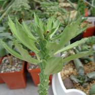 Monadenium sp. Monadenium (Монадениум)