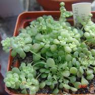 Monanthes pallens Monanthes (Монантес)