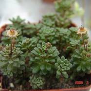 Monanthes muralis Monanthes (Монантес)