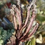 Monvillea spegazzini f.monstrosa  Monvillea