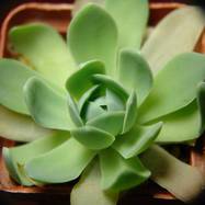 Orostachys iwarenge Orostachys (Оростахис)