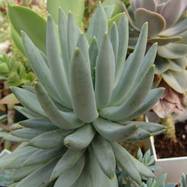 Pachyveria glauca Pachyveria (Пахиверия)