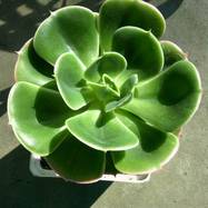 Pachyveria 'Clevelandii' Pachyveria (Пахиверия)