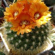 Parodia chrysacanthion  Parodia
