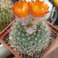 Parodia comosa  Parodia
