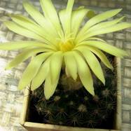 Parodia formosa  Parodia