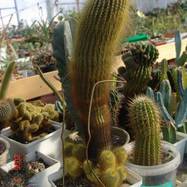 Parodia leninghausii  Parodia