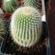 Parodia leninghausii var.albispina  Parodia