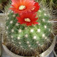 Parodia penicillata var.nivosa Parodia