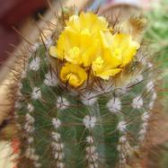 Parodia sp.  Parodia