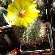 Parodia sp.  Parodia
