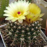 Parodia sp.  Parodia