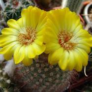 Parodia sp.  Parodia