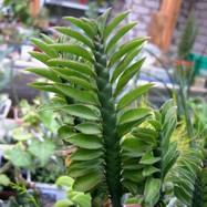 Pedilanthus cv 'Nanus'  Pedilanthus (Педилантус)