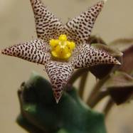 Piaranthus barrydalensis Piaranthus (Пиарантус)