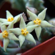 Piaranthus comptus N.E.Br. Piaranthus (Пиарантус)