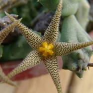 Piaranthus decorus (Mass.) N.E.Br. Piaranthus (Пиарантус)
