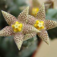 Piaranthus sp. Piaranthus (Пиарантус)