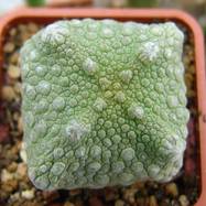 Pseudolithos cubiformis Pseudolithos (Псевдолитос)
