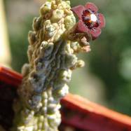 Pseudolithos dodsonianus Pseudolithos (Псевдолитос)