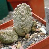 Pseudolithos eylensis Pseudolithos (Псевдолитос)