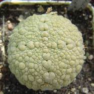 Pseudolithos migiurtinus Pseudolithos (Псевдолитос)