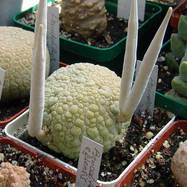 Pseudolithos migiurtinus Pseudolithos (Псевдолитос)