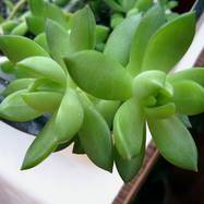 Sedum adolphii Sedum (Седум)